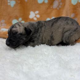 Oliver - Fawn brindle male Whippet puppy in West Plains, Missouri from Sycamore Ridge Puppies
