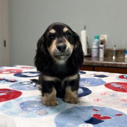Winston - Black and cream male Dachshund puppy in New Albany, Mississippi from Double A. Doxies