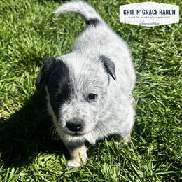 Aster - Blue mottled male Australian Cattle Dog puppy in Atwood, Kansas from Grit ‘n’ Grace Ranch