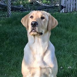 Labrador Retriever Puppies from Sycamore Kennels