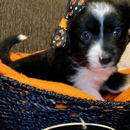 Miniature Australian Shepherd Puppies from Arch Hill Mini Aussies