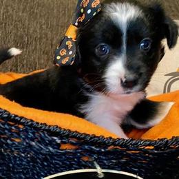 Miniature Australian Shepherd Puppies from Arch Hill Mini Aussies
