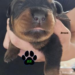 Brown - Black and mahogany male Rottweiler puppy in Tangent, Oregon from Raya's Royals