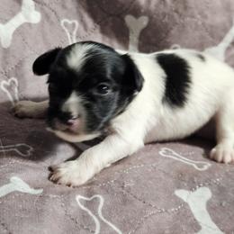 Beau - White black and tan male Papillon puppy in Fulton, Missouri from Papillon Love