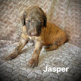 Jasper - Brown male Poodle puppy in Athens, Georgia from Alexander’s Standard Poodles