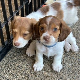 Blue collar boy - Piebald male Dachshund puppy in Belfair, Washington from SnortVille Frenchies & CreekSide Mini Doxies