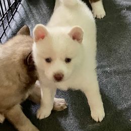 Pomsky Puppies from River Enz Pomskies
