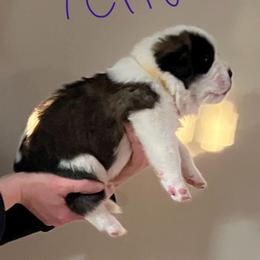 Lightning - Red and white male Saint Bernard puppy in New Sharon, Maine from Kimball Pond  Saint Bernards