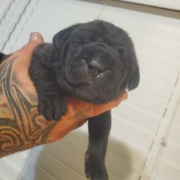 Girl 1 - Cane Corso puppy in Thomson, Georgia from Motorhead Cane Corso