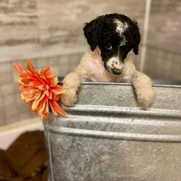 Poodle Puppies from Old Wire Puppies
