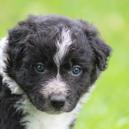 Boy 1 - Black male Border Collie puppy in Tylertown, Mississippi from Cool Meadow Farms