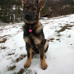 German Shepherd Puppies from Angelina Johnson