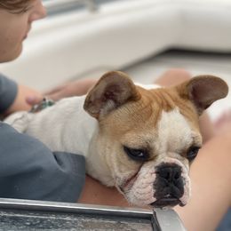 Holly - French Bulldog