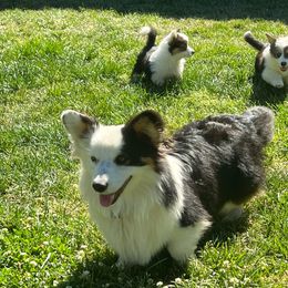Loki - Pembroke Welsh Corgi