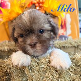 Milo - Liver and white male Shih Tzu puppy in Hemet, California from Aloha Shih Tzu