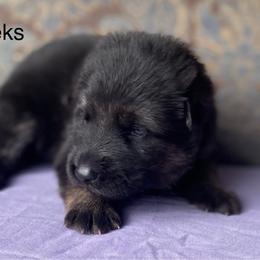 Purple collar girl - Black and red female German Shepherd puppy in Coleta, Illinois from Four Leaf Farm- Vom Vierblättriges Bauernhof