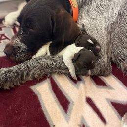 Wirehaired Pointing Griffon Puppies from Ashli Hall