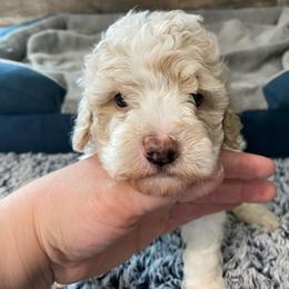 Willow - Apricot female Poodle puppy in Osseo, Michigan from Paws in the Country