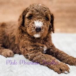 Double Doodle, Labradoodle, and Sheepadoodle Puppies from Mule Mountain Doodles