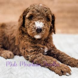 Double Doodle, Labradoodle, and Sheepadoodle Puppies from Mule Mountain Doodles