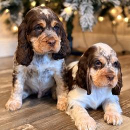 English Springer Spaniel Puppies from Willow Creek Farms