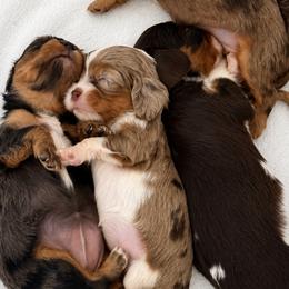 Pics coming soon - Tri-color female Cavalier King Charles Spaniel puppy in Yuciapa, California from AlltheDoodlez_