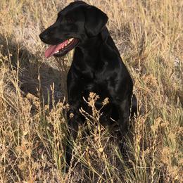 Dora - Labrador Retriever
