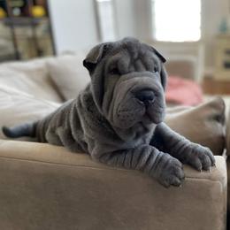 Chinese Shar-Pei Puppies from DCSHARPEI
