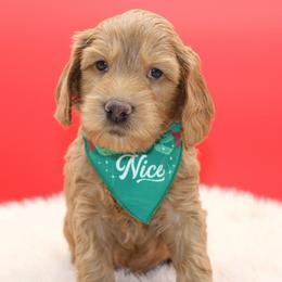 Big Ben - Gold male Australian Cobberdog puppy in Bellingham, Minnesota from Whispering Prairie Australian Cobberdog