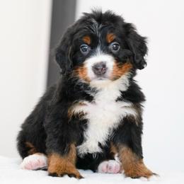 Aelswith - Tri-color female Bernedoodle puppy in Dundee, Ohio from Down Home Doodle