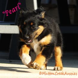 Pearl - Black tri female Miniature Australian Shepherd puppy in Dadeville, Missouri from Mutton Creek Aussies