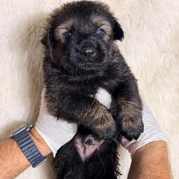 Dark sable Boy 6 - Sable male German Shepherd puppy in Hollis Center, Maine from Noble German Shepherds of Maine