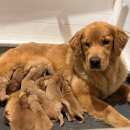 Boy 1 - Golden male Golden Retriever puppy in Lake Stevens, Washington from Sound Golden Retrievers