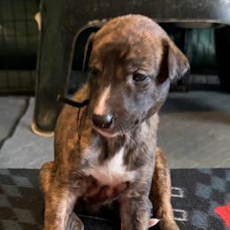 Girl 5 Black - Red brindle female Greyhound puppy in Mesa, Arizona from ARK Greyhound Kennel LLC