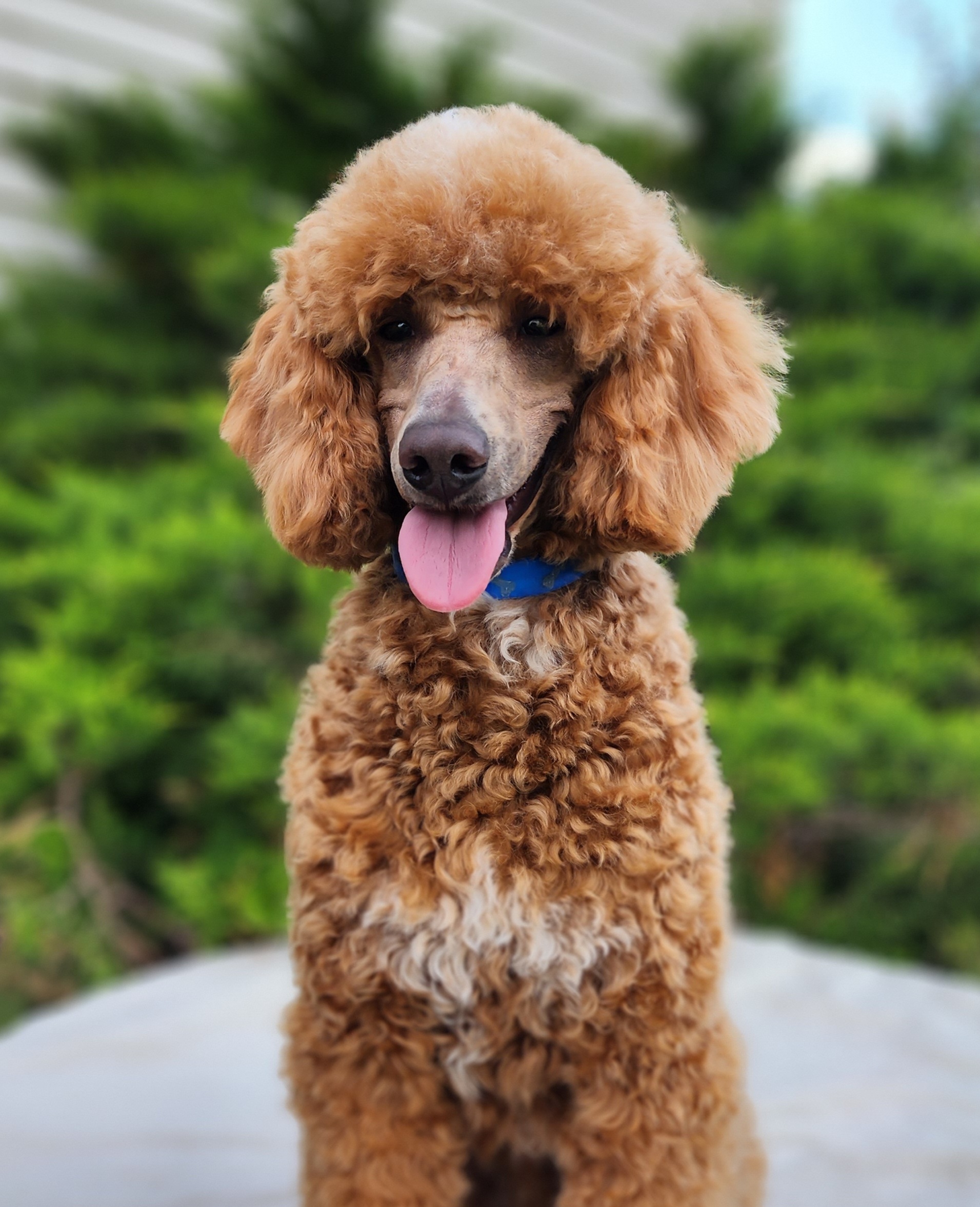 Ruger - Poodle