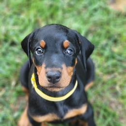 Girl 1 - Black and rust female Doberman Pinscher puppy in Byron Center, Michigan from Steel Haus Dobermans