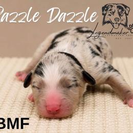 Razzle Dazzle - Blue merle female Toy Australian Shepherd puppy in Leitchfield, Kentucky from Legendmaker MAS