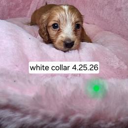Chanel Rose ( white collar)2680 - Cream female Dachshund puppy in Bristol, Tennessee from It's Mini Wieners Baby