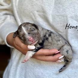 Honey - Blue merle female Bernedoodle puppy in Pennsylvania from Bells Bernedoodles