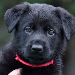 Girl 3 - Black German Shepherd puppy in Orlando, Florida from Büserhaus Working Dogs