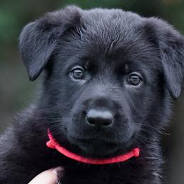 Girl 3 - Black German Shepherd puppy in Orlando, Florida from Büserhaus Working Dogs