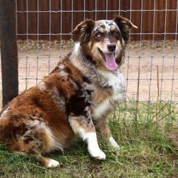 Bell - Australian Shepherd