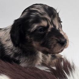 Rival - Dapple male Dachshund puppy in Nine Mile Falls, Washington from River Run Doxies