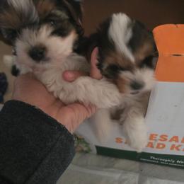 Baby boy - Parti male Yorkshire Terrier puppy in Yucca Valley, California from Deborah Punjak's Yorkshire Terriers