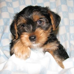 Biewer Terrier and Yorkshire Terrier Puppies from Niko Kennel