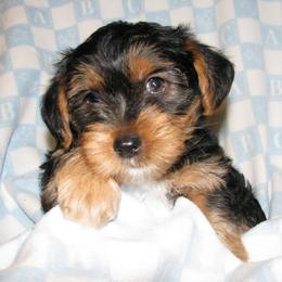 Biewer Terrier and Yorkshire Terrier Puppies from Niko Kennel