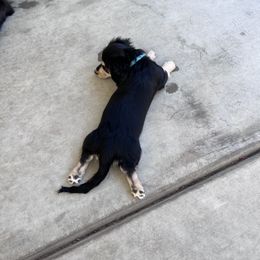 Dachshund Puppies from Delta Dachshunds