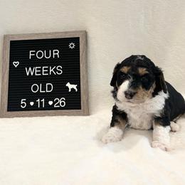 Nemo - Tri-color male Bernedoodle puppy in Sparrows Point, Maryland from Rosie’s Puppies