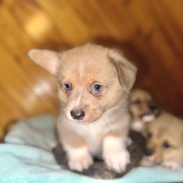 American Corgi, Pembroke Welsh Corgi, and Yorkshire Terrier Puppies from Ingram's Corgis & Yorkies