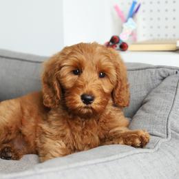 Reed - Red male Australian Labradoodle puppy in Williamstown, New York from Lewis Manor Labradoodles